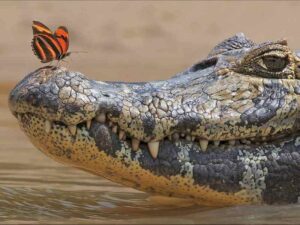 Бабочка и крокодил фото